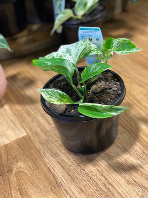 Pothos ‘marble queen’ epipremnum