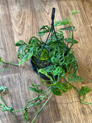 Monstera adansonaii hanging basket