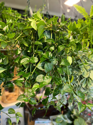 Peperomia scandens jade