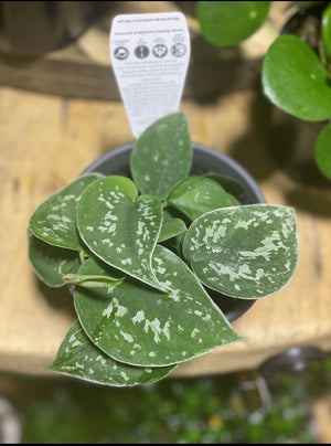 Scindapsus pictus argyreaus ‘satin pothos’