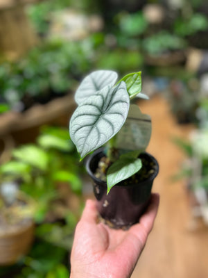 Alocasia Baginda silver dragon