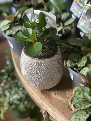 Vienna gold pot - Artisans Garden Nursery