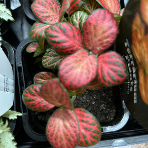 fittonia nerve plant assorted