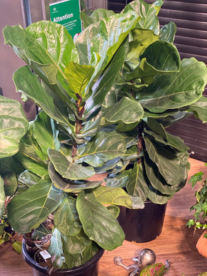 Ficus lyrata “fiddle leaf fig”