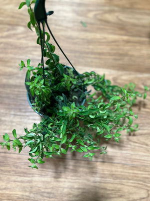 Aeschynanthus twisted Lipstick plant