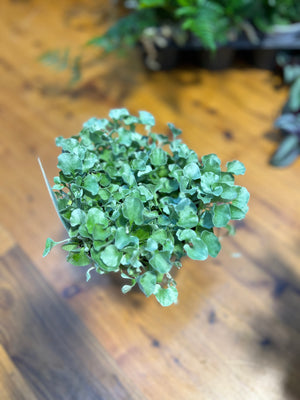 Dichondra silver falls