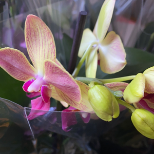 Phalaenopsis mini  double stem orchid