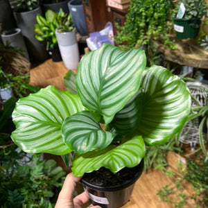 calathea orbifolia