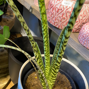 Alocasia zebrina