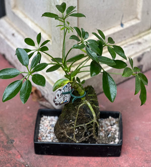 Bonsai on rock