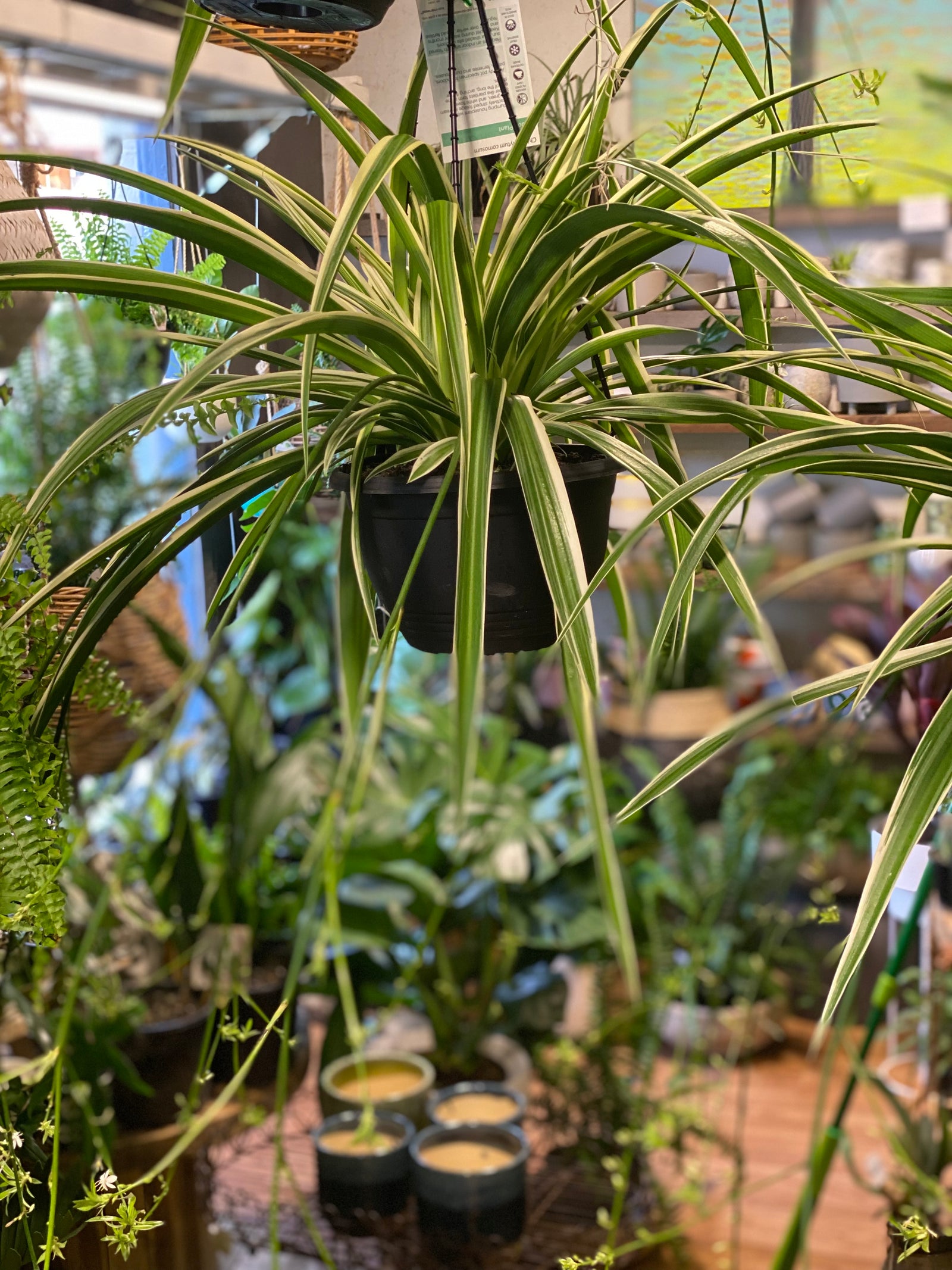 Spider Plant Chlorophytum