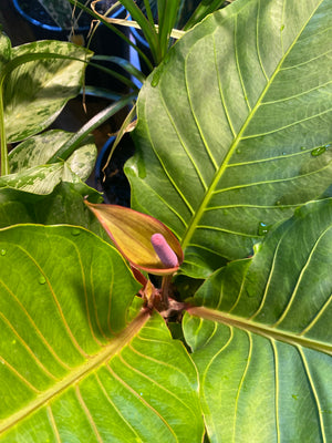 Anthurium hookerii pink ruffles