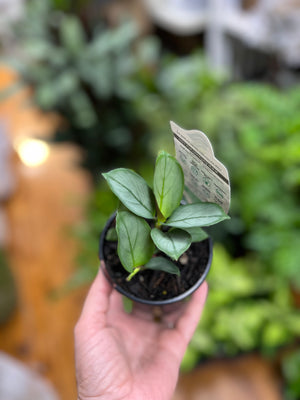 Ctenanthe grey star