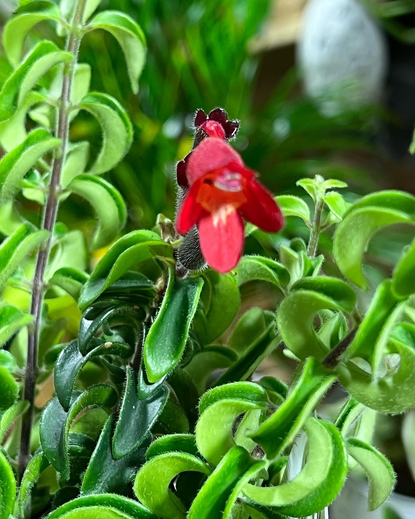 Aeschynanthus twisted Lipstick plant