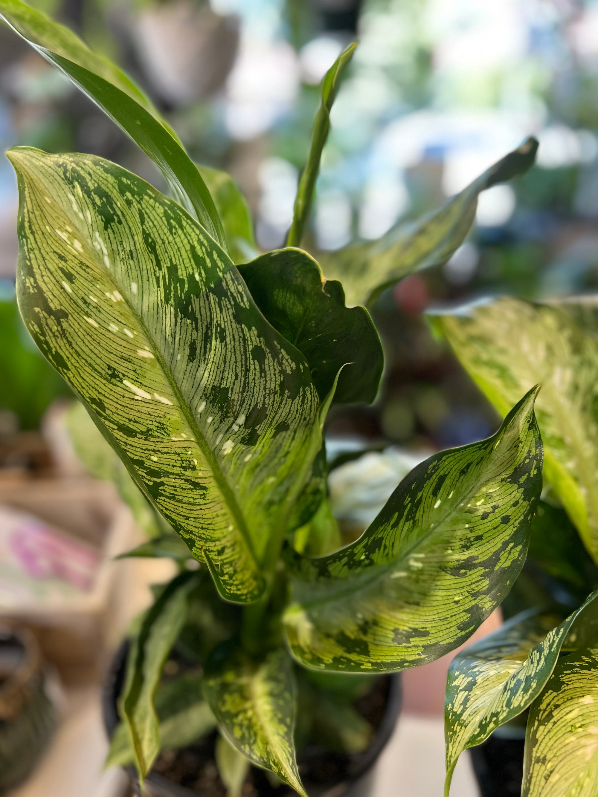 Dieffenbachia Memoria Corsii