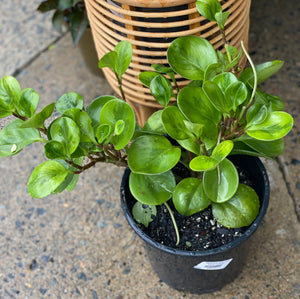 Peperomia lemon lime