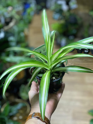 Chlorophytum ‘ ribbon plant’ , ‘spider plant’ - That Plant Shop