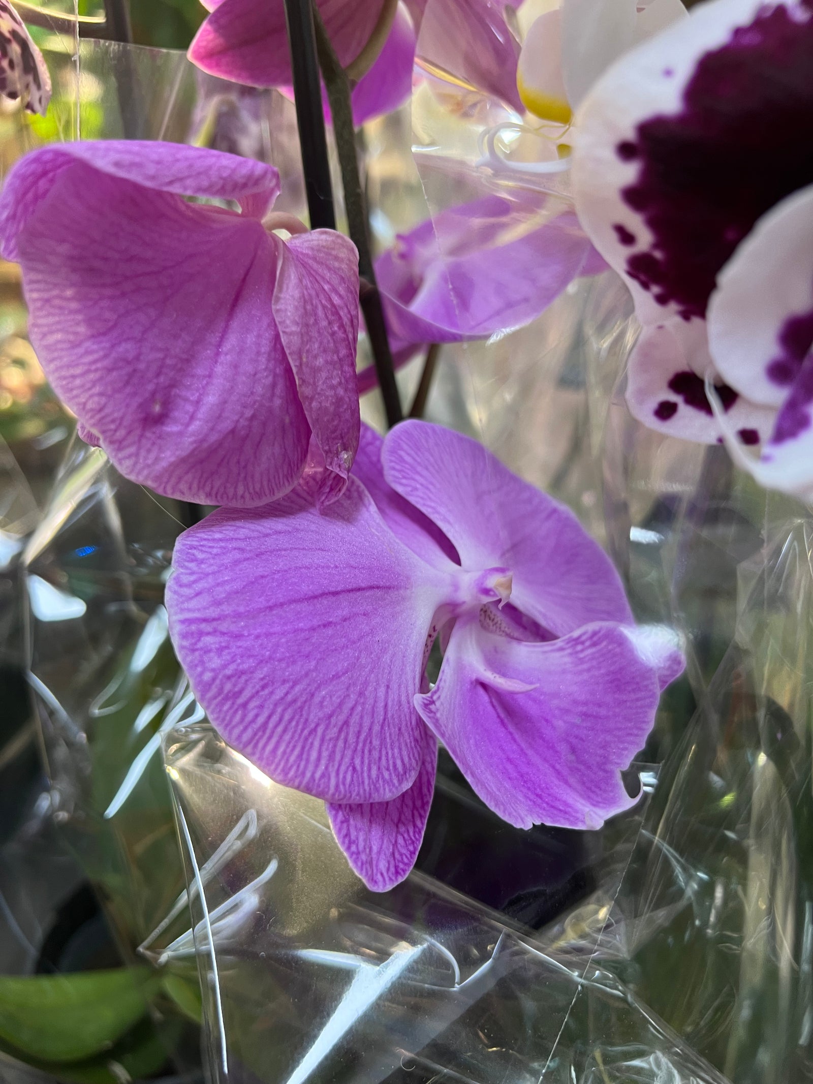 Phalaenopsis large orchid