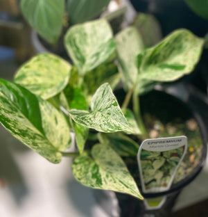 Pothos ‘marble queen’ epipremnum