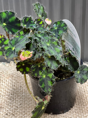 Begonia Rex “Tiger paws”