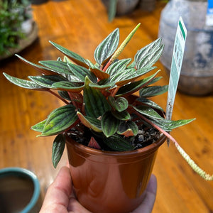 Peperomia rosso