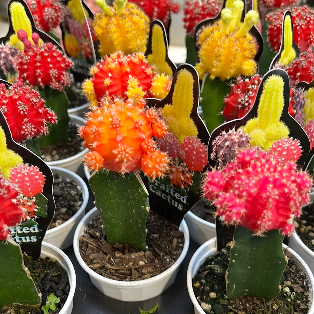 Rainbow crafted cactus