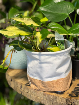 Eco bag planters