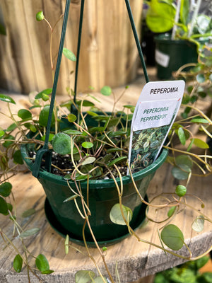 Peperomia pepperspot