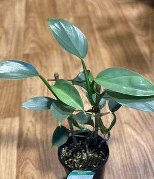 Philodendron silver sword