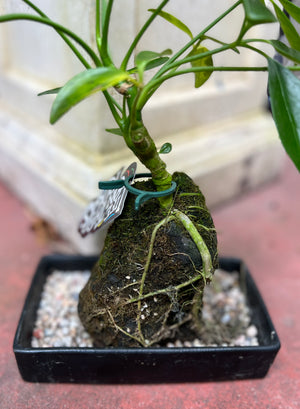 Bonsai on rock