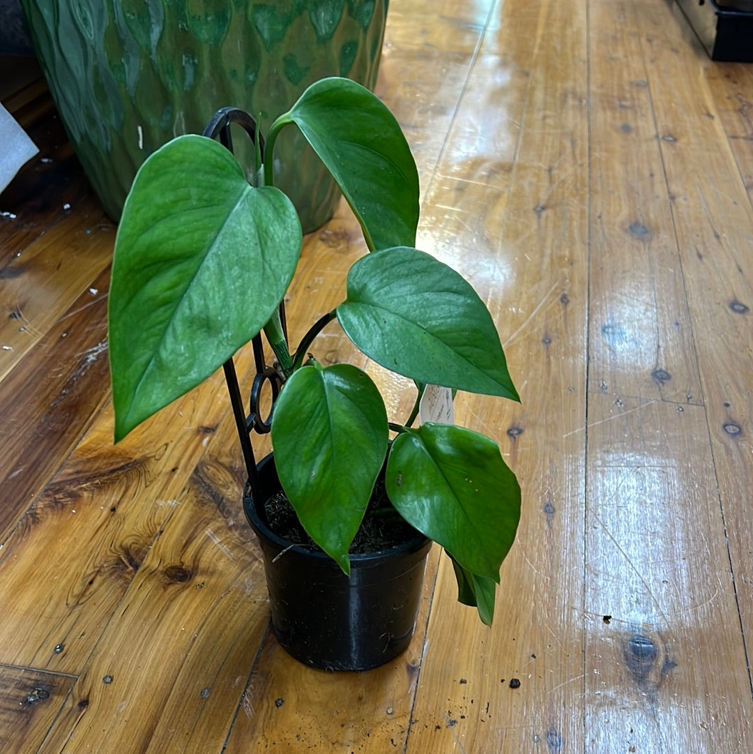 Epipremnum aureum “green jade “ pothos