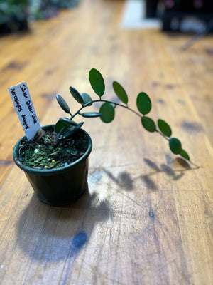 xerosicyos danguyi “silver dollar plant” coin vine