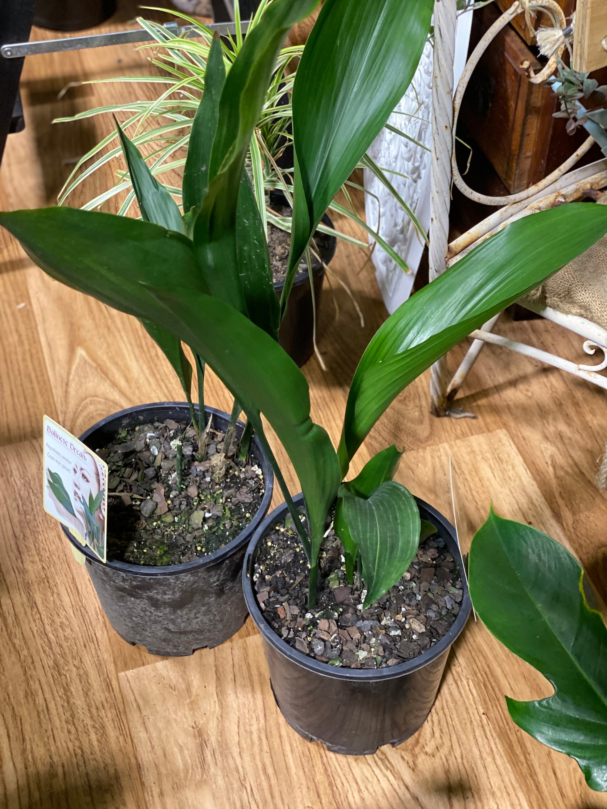 Aspidistra Elatior - Cast Iron Plant