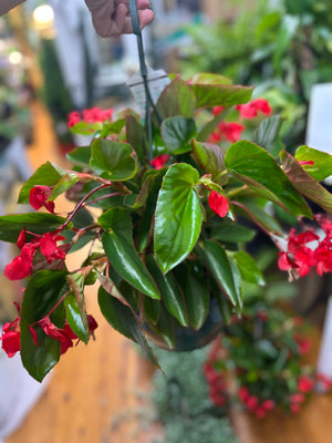 Begonia dragon wings