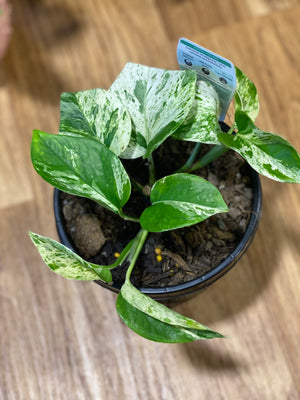 Pothos ‘marble queen’ epipremnum