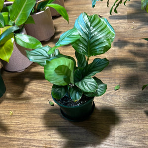 calathea orbifolia