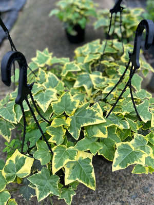 Ivy hedera helix ‘cascade gold’