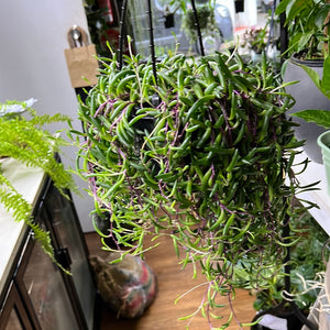 Othona “Ruby necklace”