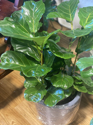 Ficus lyrata “ fiddle leaf ficus” - That Plant Shop