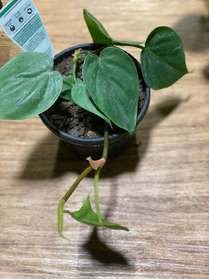 Philodendron Cordatum heart leaf